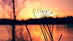 Macro sunset nature dandelions