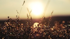 Macro sunset nature dew