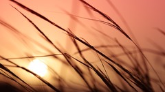 Macro sunset nature grass Plants