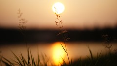 Macro sunset nature sun blurred