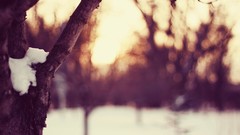Macro sunset nature Trees snow winter branches depth of field
