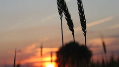 Macro sunset spikelets silhouettes bokeh