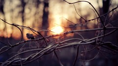 Macro sunset Trees branches sunlight forests