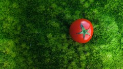 Macro Textures nature grass Green tomatoes