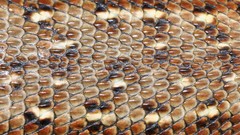 Macro Textures snakes skin