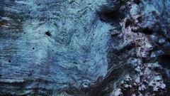 Macro Textures Trees patterns Wood