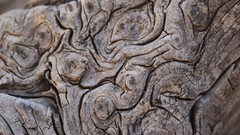 Macro Textures Wood