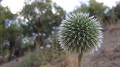 Macro Thistles Amin Peyrovi
