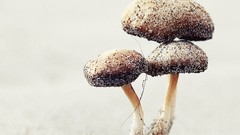 Macro together mushrooms stick