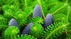 Macro Trees Green blurred pinecones