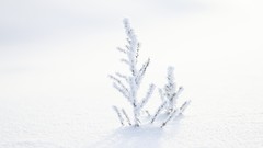 Macro Trees snow minimalistic depth of field
