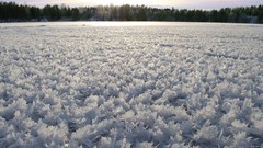 Macro Trees snow winter