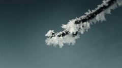 Macro Trees snow winter gray branches frost