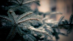 Macro Trees snow winter Needles