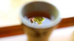 Macro Trees tea close-up reflections mirrors