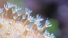 Macro underwater coral