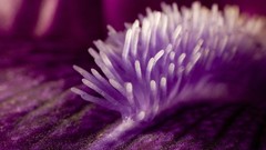 Macro Violet