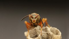 Macro wasp