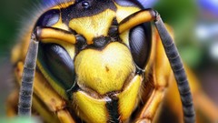Macro wasp insects
