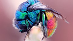 Macro wasp insects multicolor iridescence hymenopthera