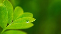 Macro water abstract drop