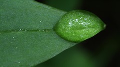Macro water drop leaf