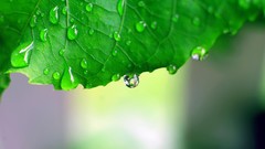 Macro water drop wet leaf