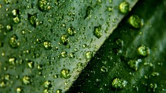 Macro water drops
