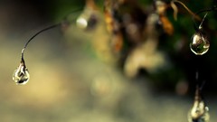 Macro water drops