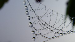 Macro water drops
