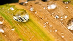 Macro water drops