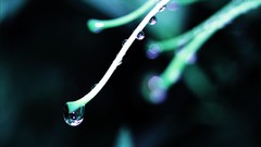 Macro water drops