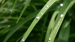Macro water drops
