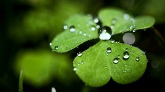 Macro water drops