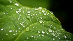 Macro water drops