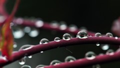 Macro water drops