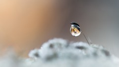 Macro water drops