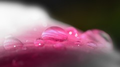 Macro water drops