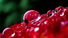 Macro water drops