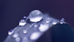 Macro water drops