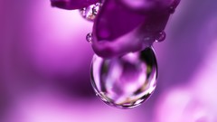 Macro water drops