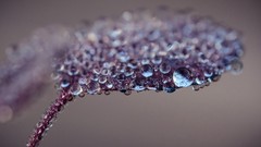 Macro water drops