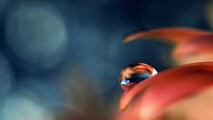 Macro water drops depth of field