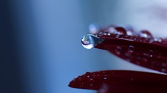 Macro water drops flower petals