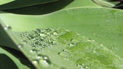 macro water drops Plants leaves