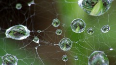 Macro water drops spider webs