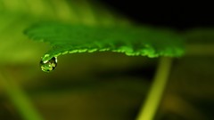 Macro water drops thin lizzy thinking