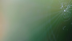 Macro web spider webs