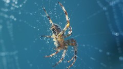 Macro web spiders waterdrops