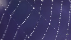 Macro web water drops